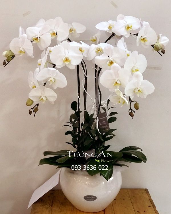 Chậu Lan Hồ Điệp Trường Tồn - S700
