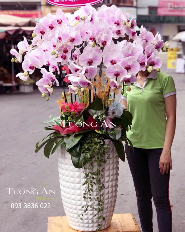 Chậu Lan Hồ Điệp May Mắn - S704