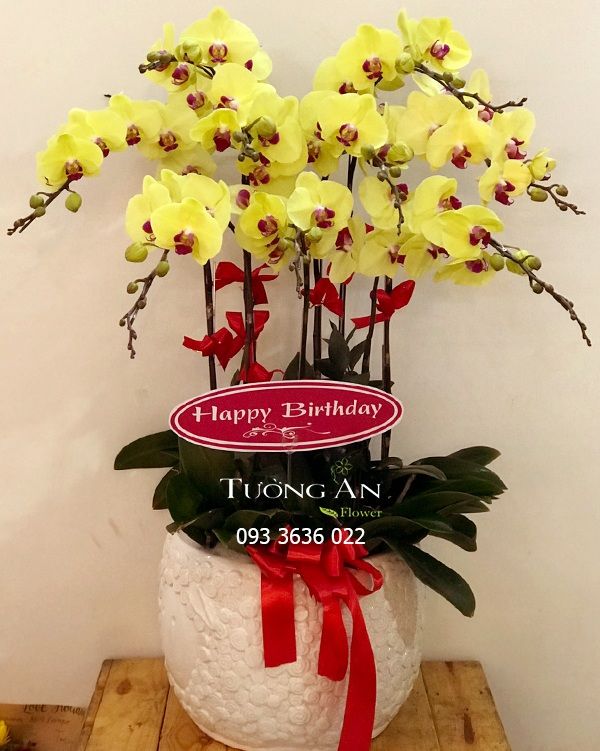 Chậu Lan Hồ Điệp Yêu Thương Của Nắng - S709
