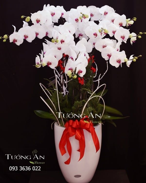 Chậu Lan Hồ Điệp Bình Yên - S748