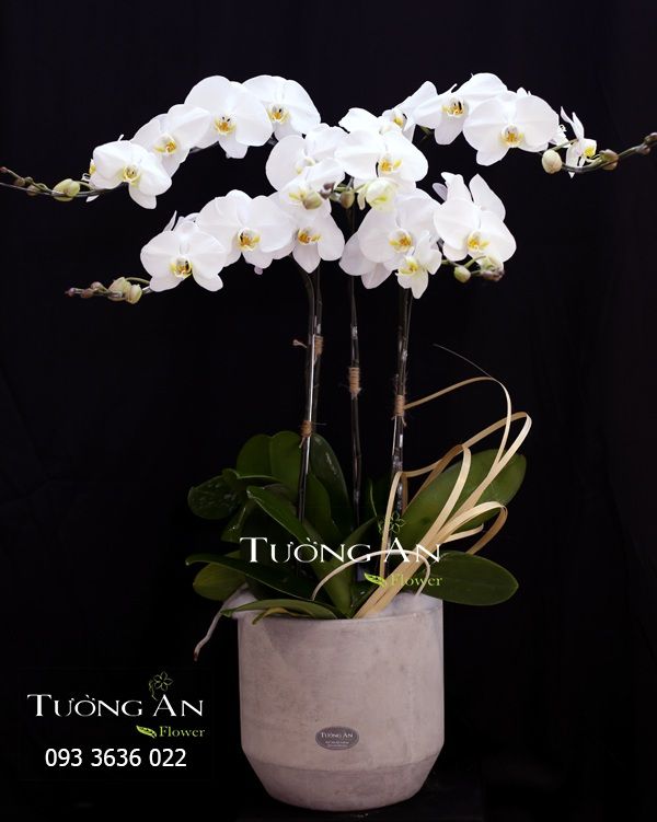 Chậu Lan Hồ Điệp Thành Công - S751
