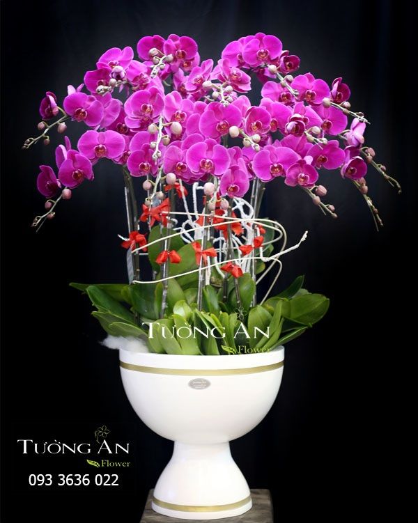 Chậu Lan Hồ Điệp Phúc Lộc Thọ - S783