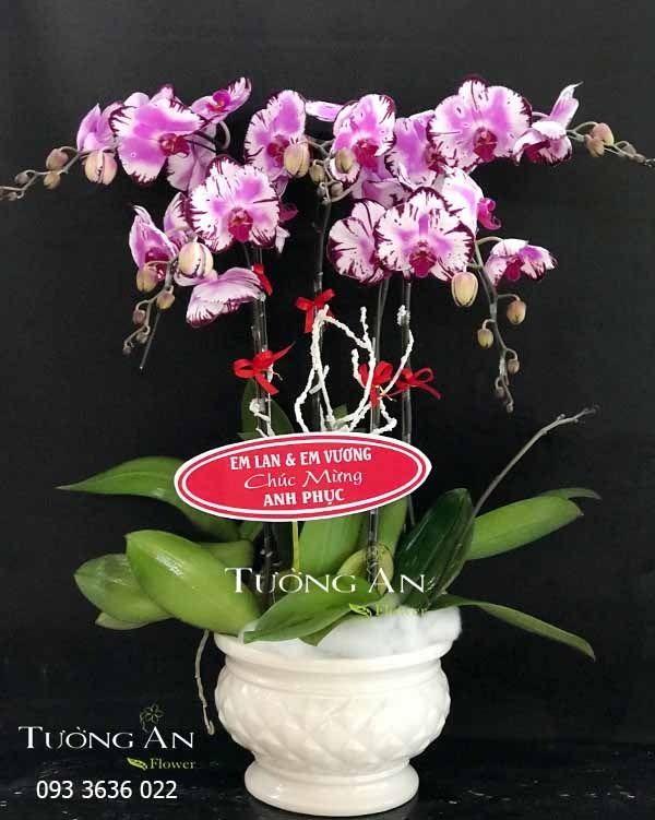 Chậu 5 Cành Lan Hồ Điệp Đột Biến - S813