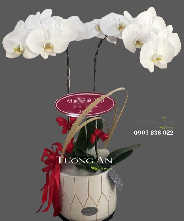 Chậu 2 Cành Lan Hồ Điệp Trắng - S814