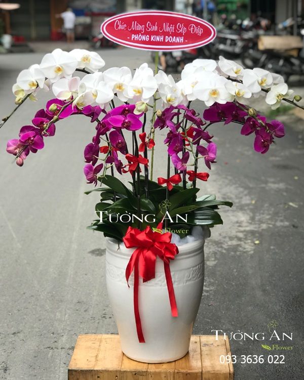 Chậu Lan Hồ Điệp Đẹp - S832
