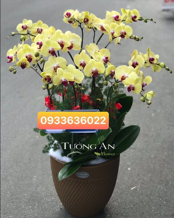 Chậu Lan Hồ Điệp Vàng - S839