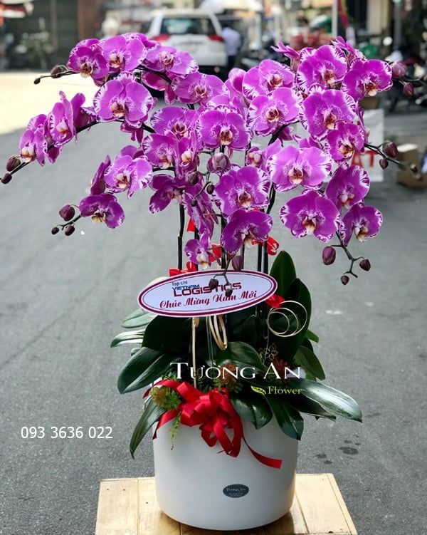 Chậu 8 Cành Lan Hồ Điệp - S842