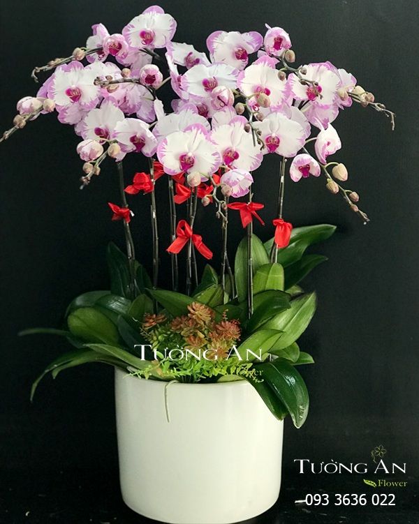 Chậu Lan Hồ Điệp Đột Biến - S848