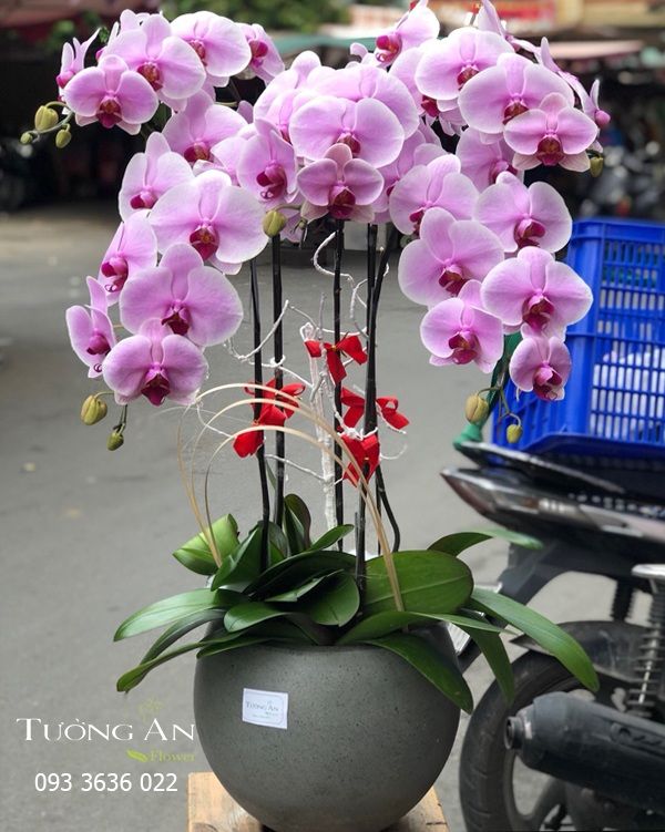 Chậu 5 Cành lan Hồ Điệp Hồng - S851