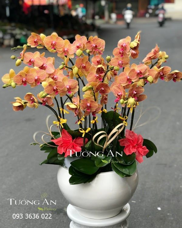 Chậu Lan Hồ Điệp Đẹp - S858