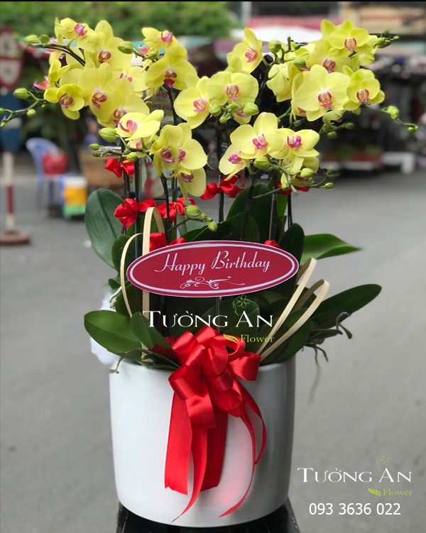 Chậu Lan Hồ Điệp Vàng - S859