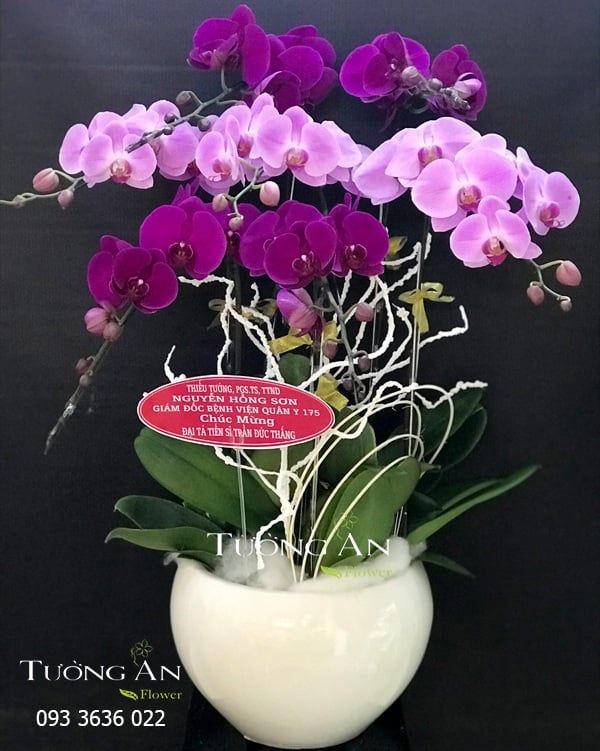 Chậu Lan Hồ Điệp Phối Màu - S863