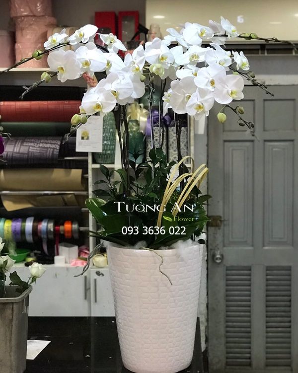 Chậu 7 Cành Lan Hồ Điệp Trắng - S864