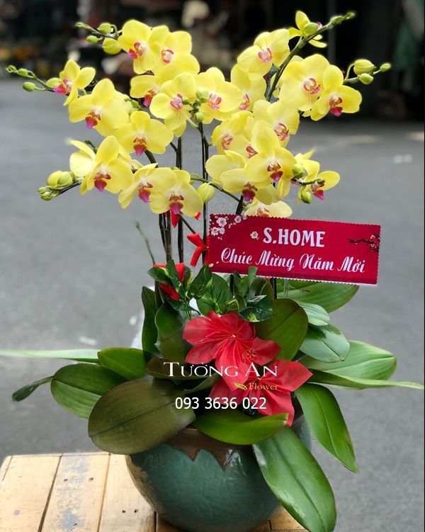 Chậu 7 Cành Lan Hồ Điệp Vàng - S877