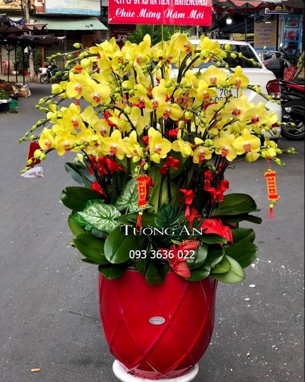 Chậu Lan Hồ Điệp Lớn - S881