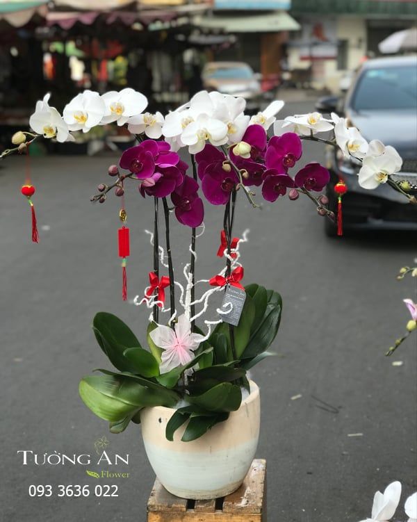 Chậu Lan Hồ Điệp - S884
