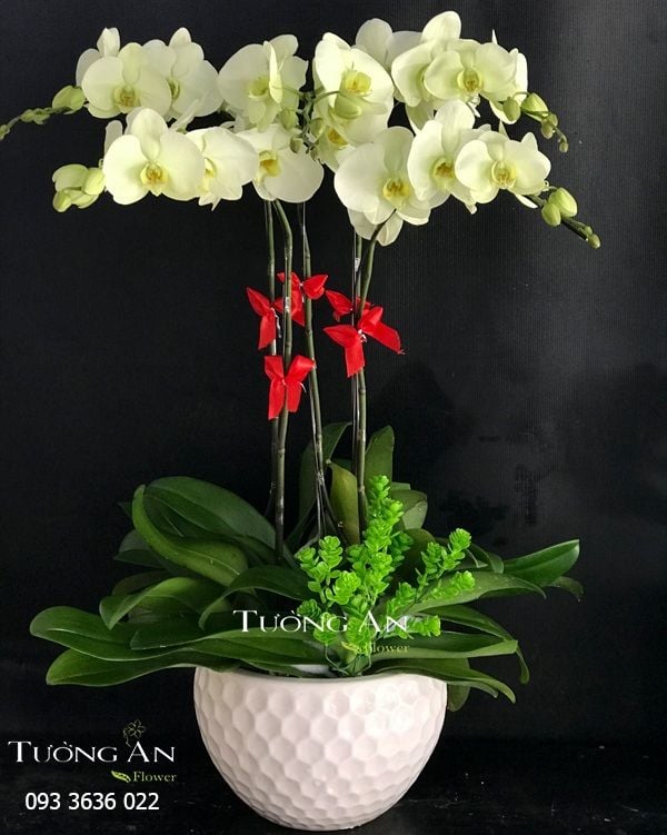 Chậu 5 Cành Lan Hồ Điệp Xanh Bơ - S891