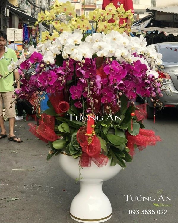 Chậu Lan Hồ Điệp Đẹp - S894