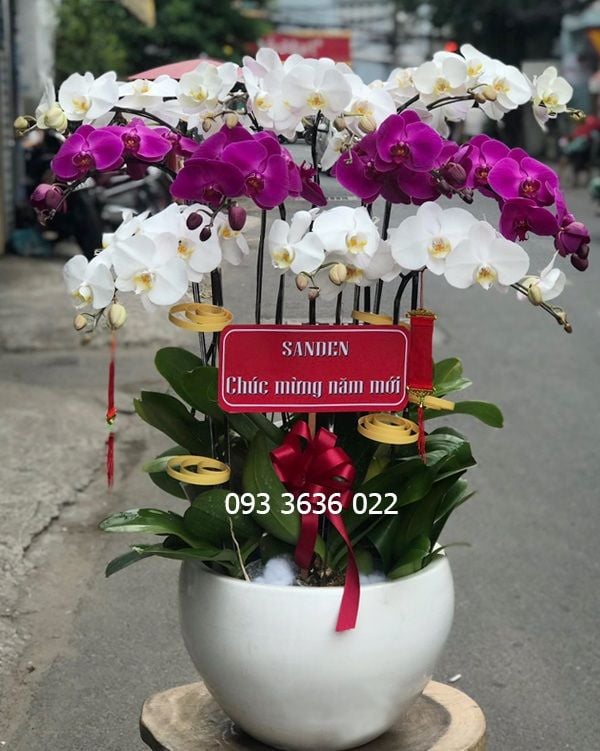 Chậu 12 Cành Lan Hồ Điệp - S910