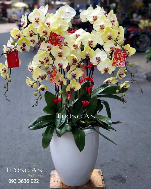 Chậu Lan Hồ Điệp - S951