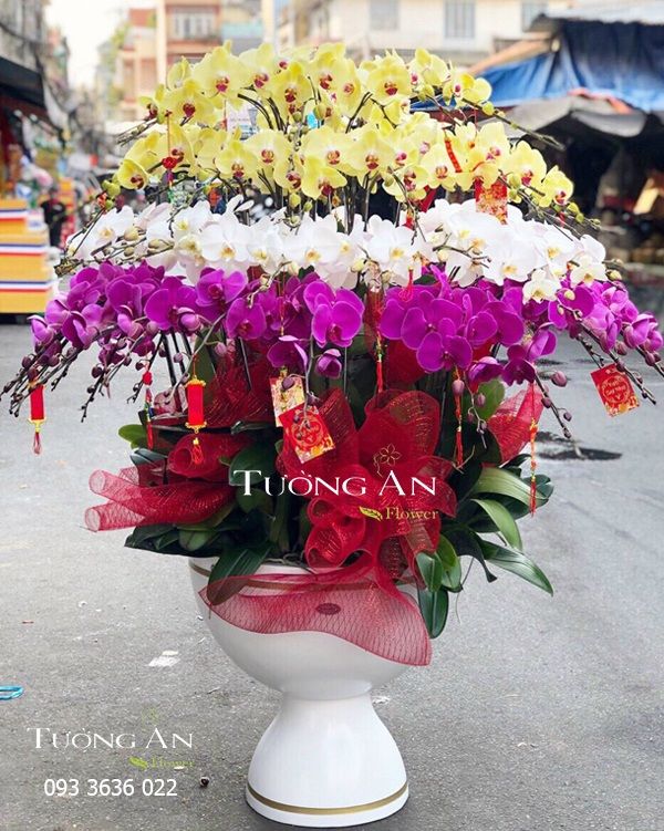 Chậu Lan Hồ Điệp Xoay Tròn - S956