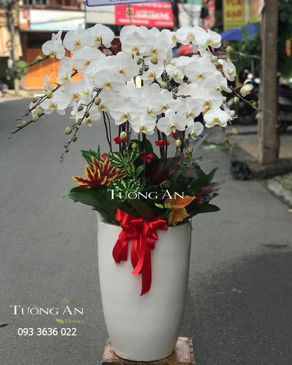 Chậu Lan Hồ Điệp Đẹp - S958