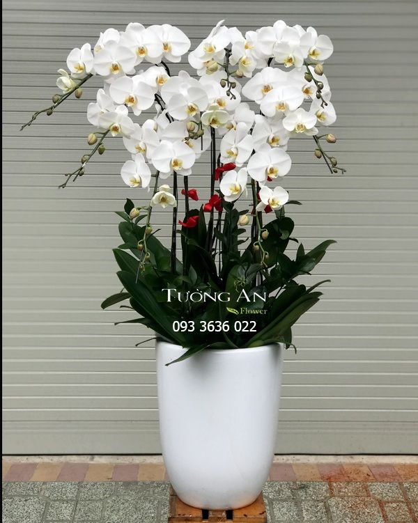 Chậu 8 Cành Lan Hồ Điệp Trắng - S961