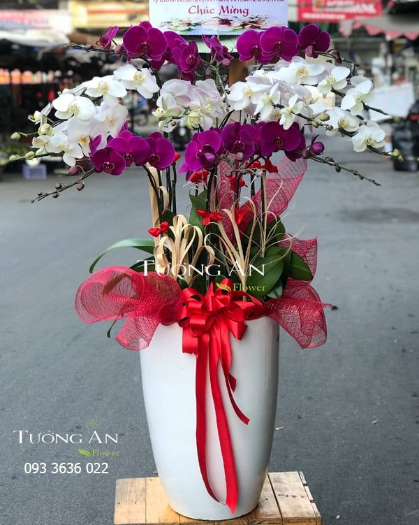 Chậu Lan Hồ Điệp Phối Màu - S962