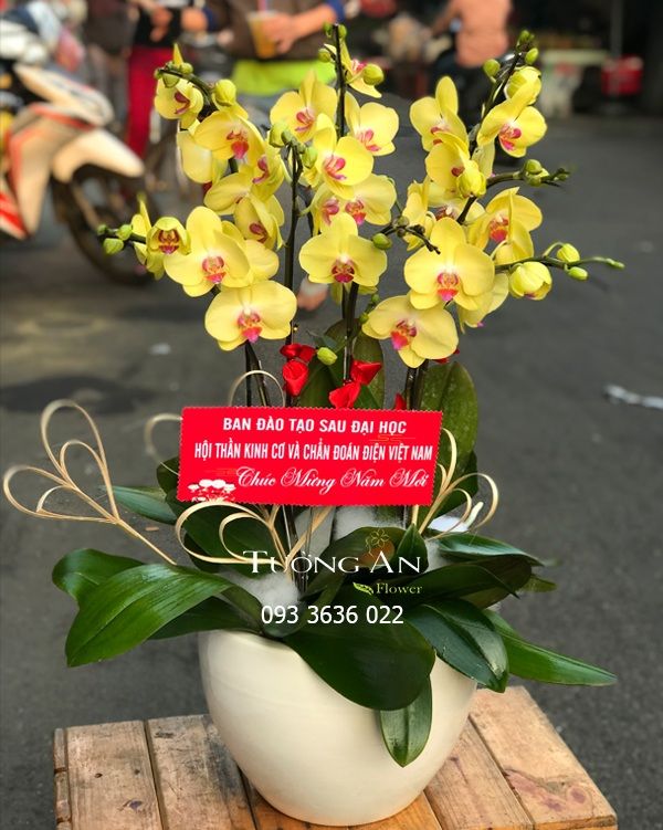 Chậu 7 Cành Lan Hồ Điệp Vàng - S972