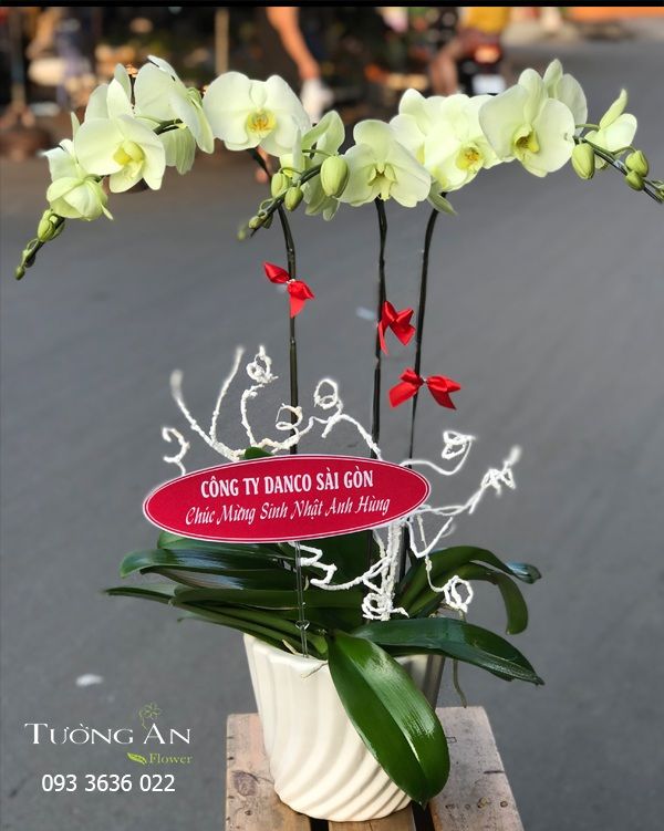 Chậu Lan Hồ Điệp Xanh Bơ - S978