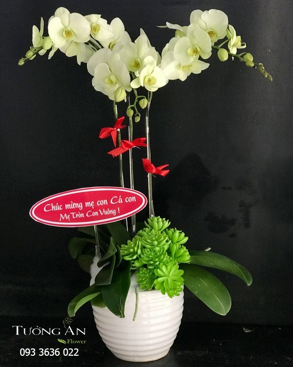 Chậu Lan Hồ Điệp 3 Cành - S984