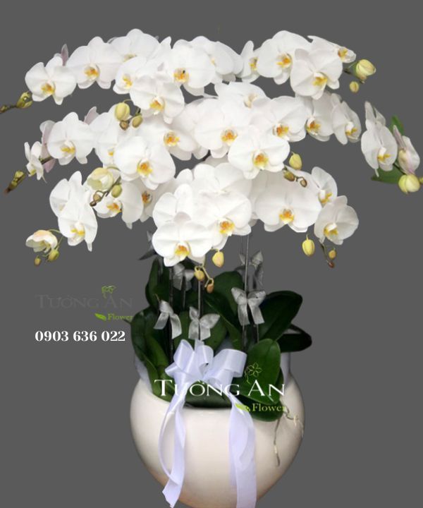Chậu Hoa Viếng Sáng Người - S684