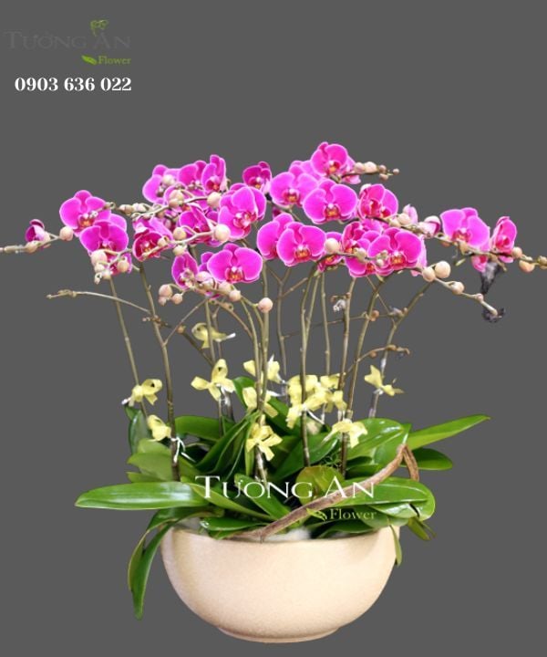 Chậu Lan Hồ Điệp Sum vầy - S745