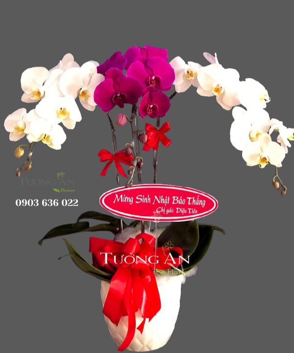 Chậu Lan Hồ Điệp Thành Công Mãi - S696