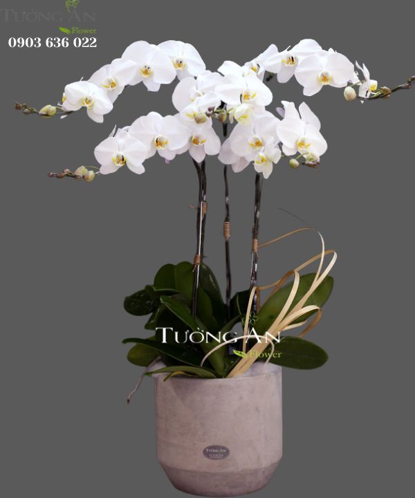 Chậu Lan Hồ Điệp Thành Công - S751