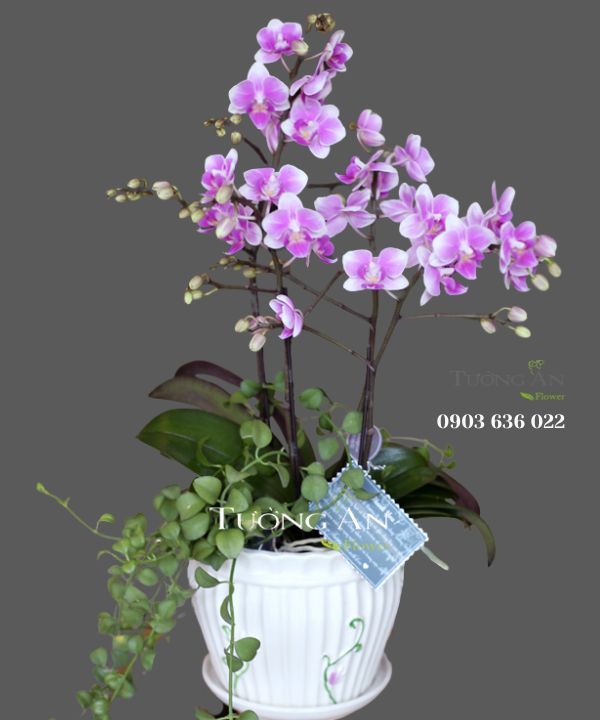 Chậu Lan Hồ Điệp Thuỷ Chung - S655