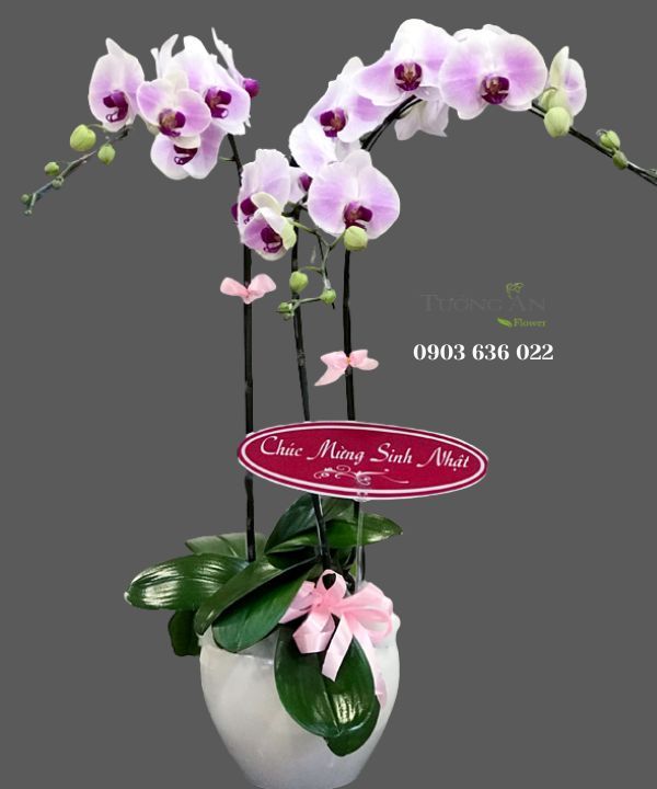 Chậu Lan Hồ Điệp Vững Chắc - S799