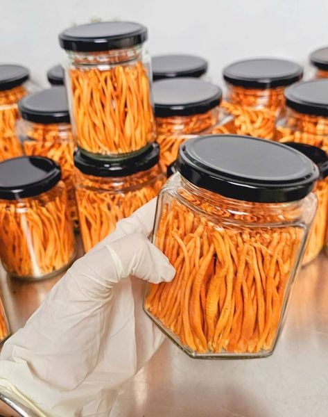 Đông Trùng Hạ Thảo Sấy Thăng Hoa Dòng Premium Xếp Thẳng Từng Sợi