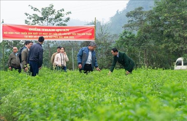 Cỏ Ngọt Stevia Nguyên Lá Sấy Lạnh — Vị Ngọt Tự Nhiên, Không Calo