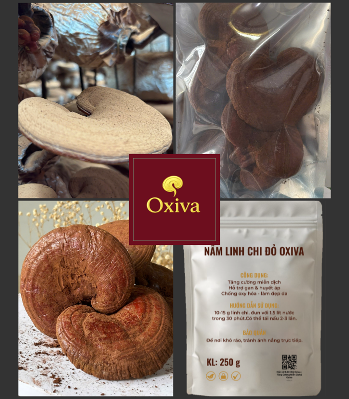 Nấm Linh Chi Đỏ Oxiva – Ganoderma lucidum