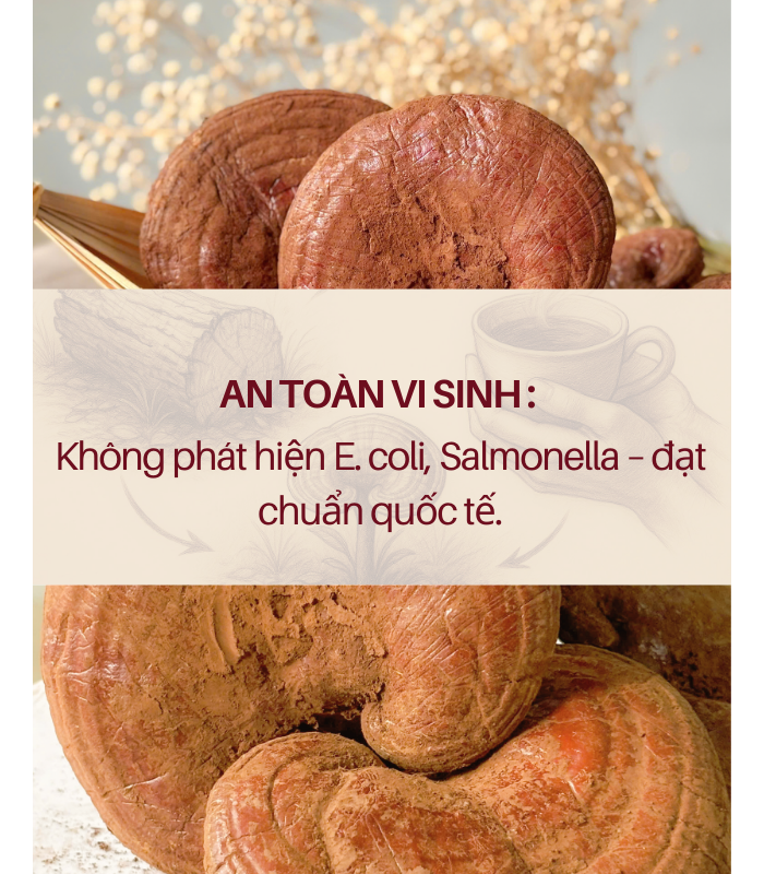 Nấm Linh Chi Đỏ Oxiva – Ganoderma lucidum