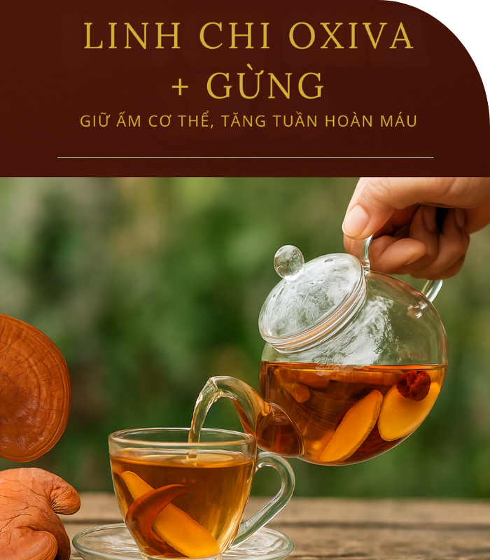 Nấm Linh Chi Đỏ Oxiva – Ganoderma lucidum