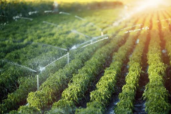 Moonro Agriculture