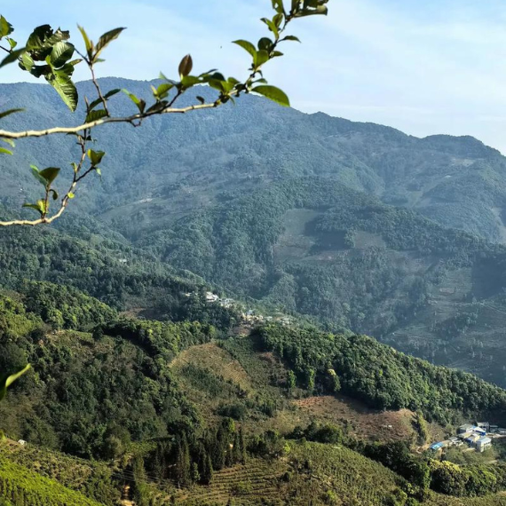 Lâm Thương