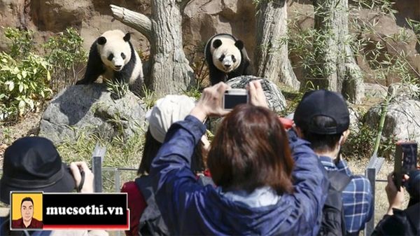 Mục sở thị cảnh chia tay bị đòi quà với cảm xúc người Nhật tiễn biệt những chú gấu trúc cuối cùng