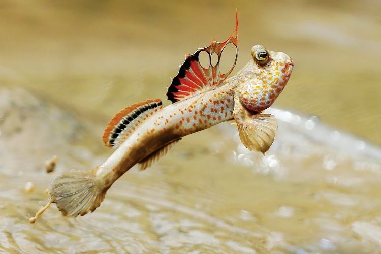 cá thòi lòi biển