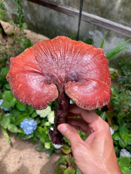 Nấm Linasa – Quà tặng có tâm, giá trị có tầm.