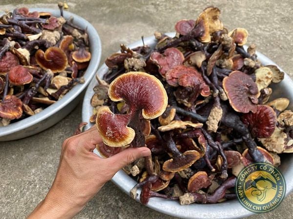 Nấm Lim Xanh thật trông như thế nào?