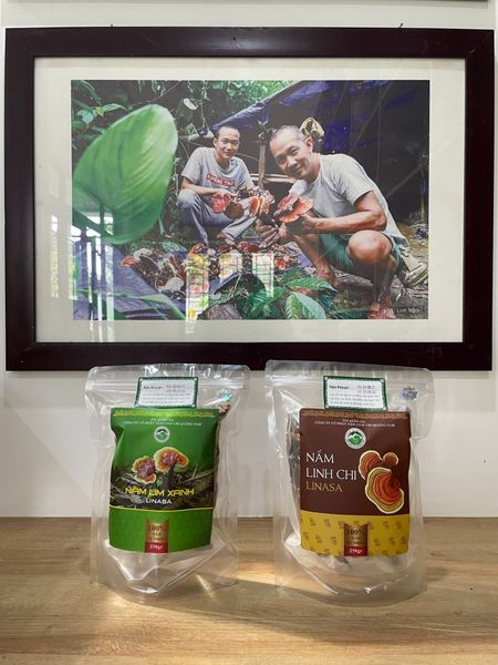 Cách Bảo Quản Nấm Lim Xanh, Nấm Linh Chi Linasa Mùa Mưa Ẩm Tại Nhà