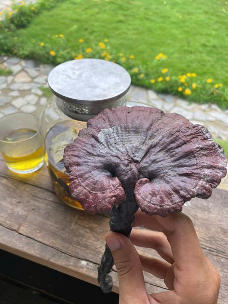 Thực phẩm và dược liệu – Người bạn đồng hành của cơ thể